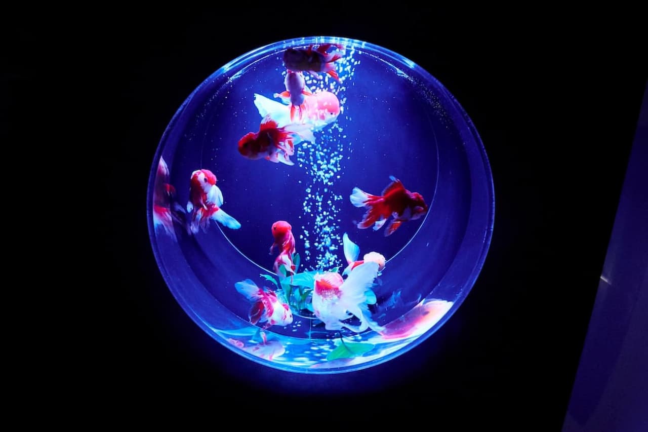 Art Aquarium Museum GINZA Ticket - image 12